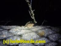 /home//u458753944/public_html/sourcegallery//////////Roxborough Toad Detour/2013-2019/2013/2013-04-09/P1120192.JPG
